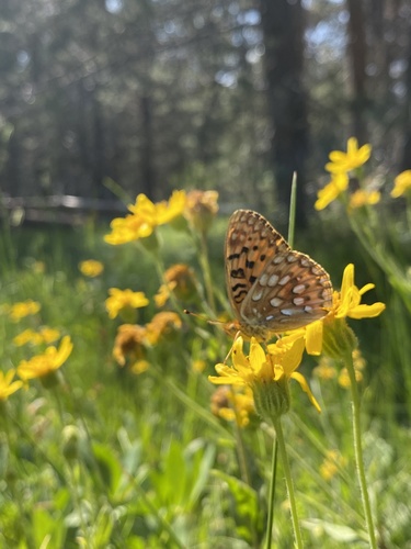 iNaturalist observation photo of Mormon Fritillary