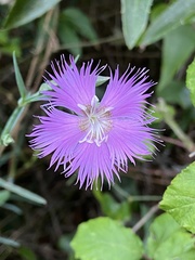 Dianthus hyssopifolius