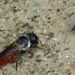Megachile impressa - Photo (c) Pam Piombino, algunos derechos reservados (CC BY-NC), subido por Pam Piombino