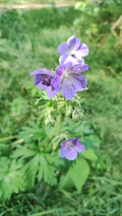 Geranium pratense