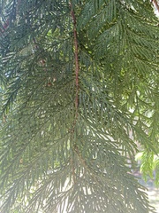 Thuja plicata