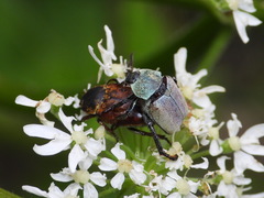 Hoplia argentea
