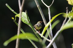 Orthotomus sepium