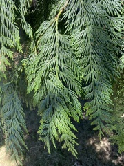 Thuja plicata