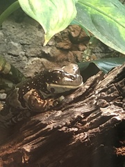 Trachycephalus resinifictrix