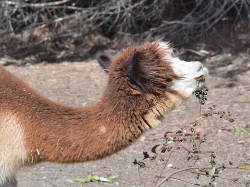 Lama glama