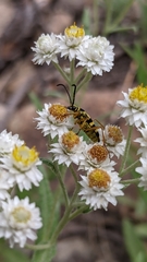 Stenostrophia tribalteata