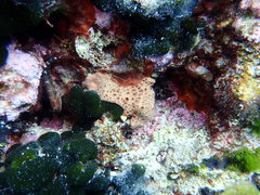 Hemimycale columella