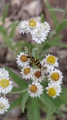 Stenostrophia tribalteata