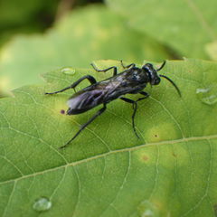 Macrophya trisyllaba