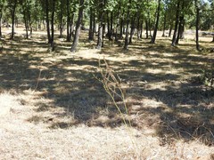 Asphodelus serotinus