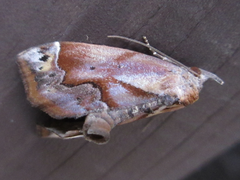 Lophomilia