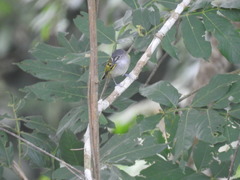 Poecilotriccus sylvia