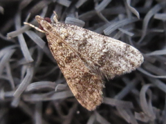 Dolicharthria bruguieralis