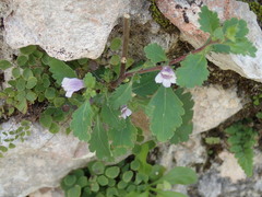 Capraria frutescens