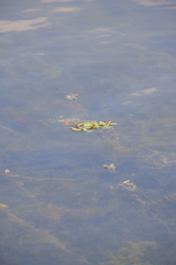 Potamogeton diversifolius