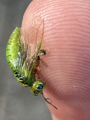 Rhogogaster punctulata