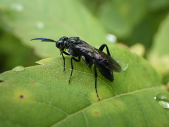 Macrophya trisyllaba