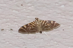 Spilomela personalis