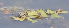 Potamogeton diversifolius