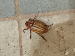 Anoxia matutinalis