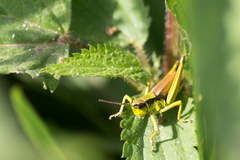 Podismopsis poppiusi