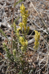Orthocarpus luteus