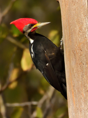 Black-Bodied Woodpecker photo 3