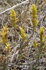 Orthocarpus luteus
