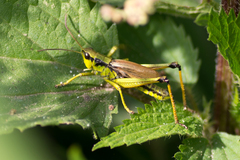 Podismopsis poppiusi