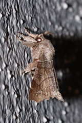 Olceclostera irrorata