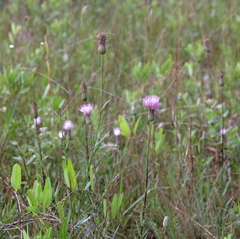 Cirsium lecontei