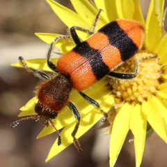 Trichodes bibalteatus