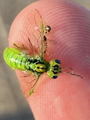 Rhogogaster punctulata