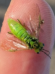 Rhogogaster punctulata