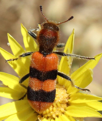 Trichodes bibalteatus