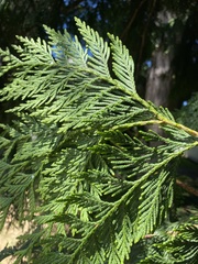 Thuja plicata
