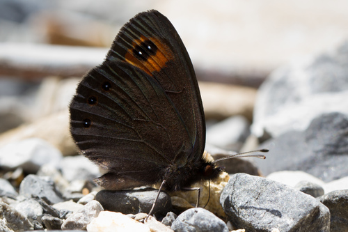 Piedmont Ringlet