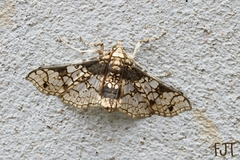 Megastes praxiteles