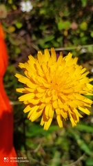 Crepis aurea