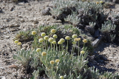 Eriogonum anemophilum