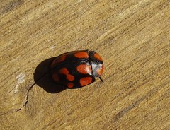 Botanochara duodecimverrucata