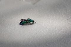 Chrysis conica