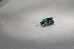 Chrysis conica