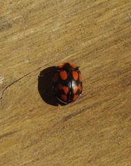 Botanochara duodecimverrucata