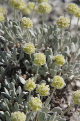 Eriogonum anemophilum