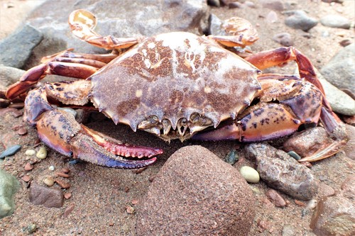 Ocellate Lady Crab, Beaubassin East, NB, Canada, photo 8 of 10