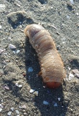 Pericoptus