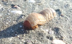 Pericoptus
