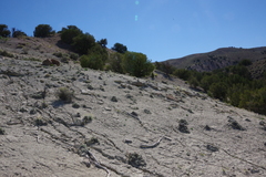 Eriogonum anemophilum